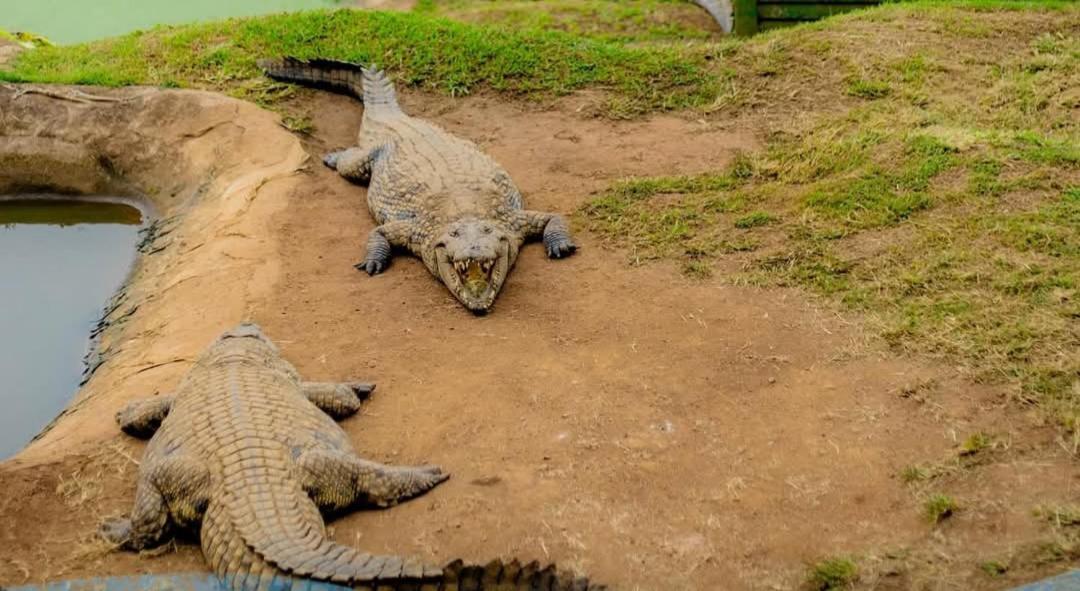 Phezulu Safari Park Villa Botha's Hill Kültér fotó