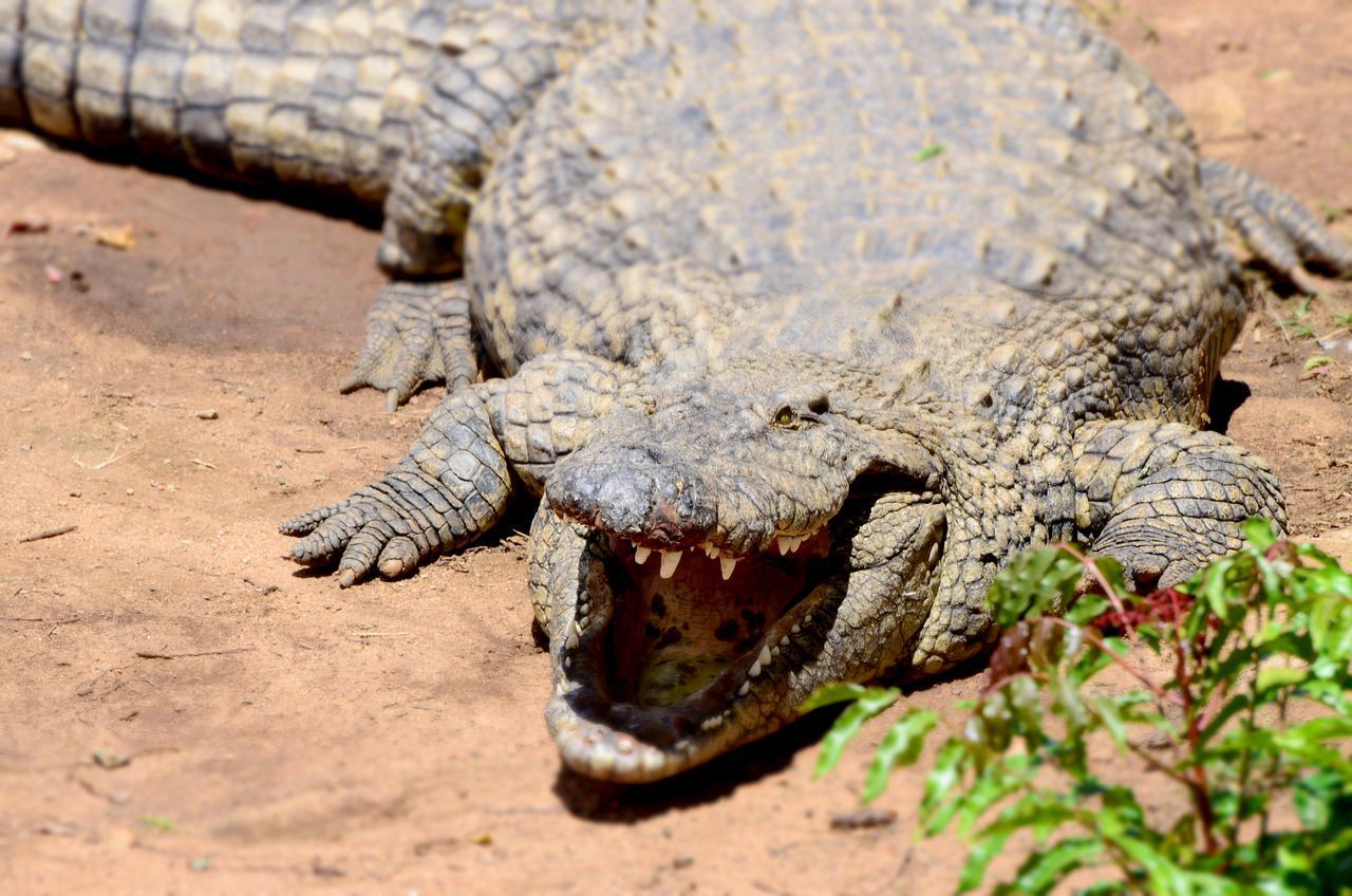 Phezulu Safari Park Villa Botha's Hill Kültér fotó