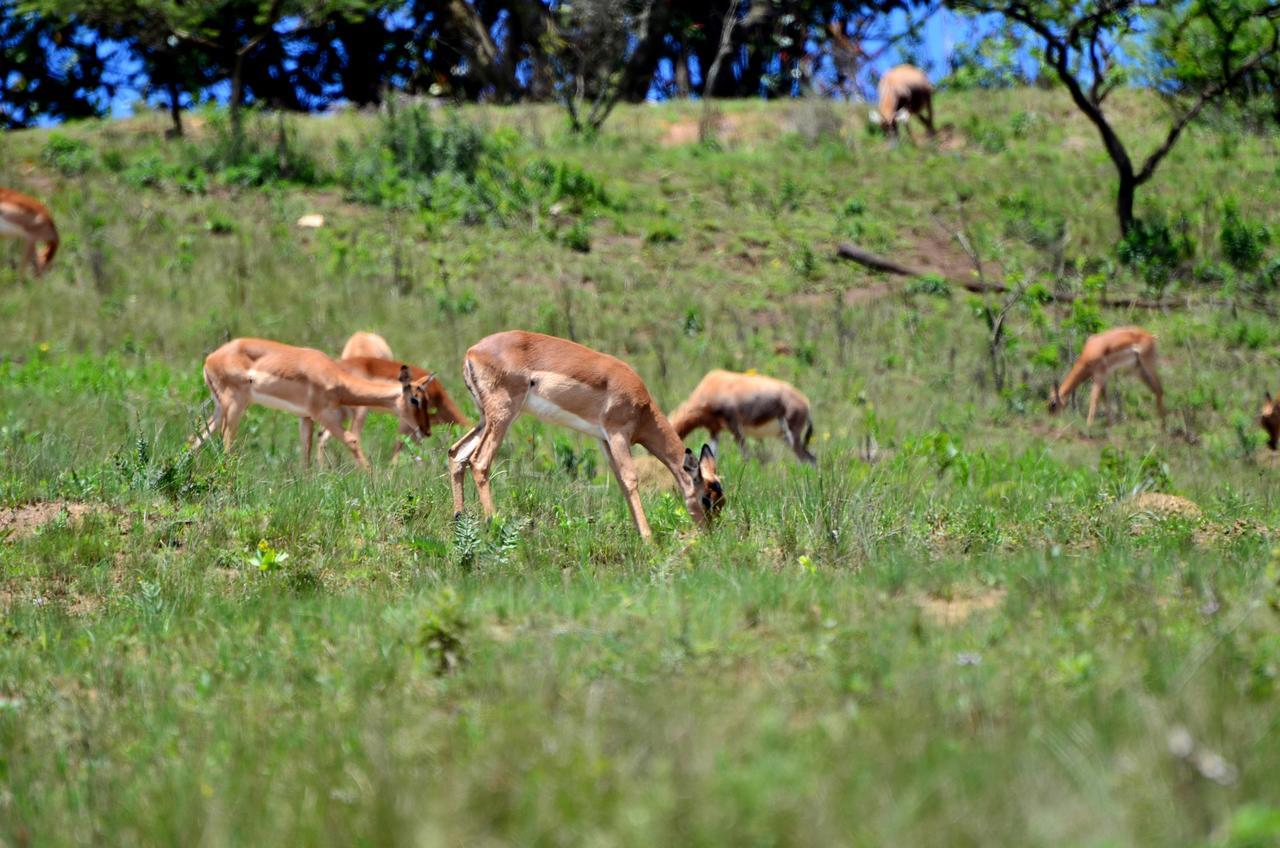 Phezulu Safari Park Villa Botha's Hill Kültér fotó